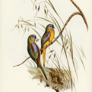 Chestnut Shouldered Grass Parakeets